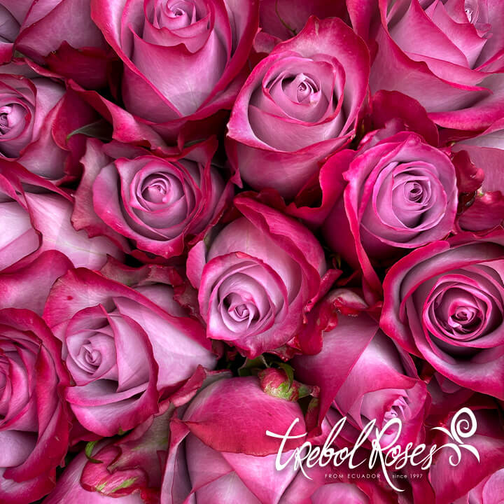 deep-purple2-roses-trebolroses-web-2023