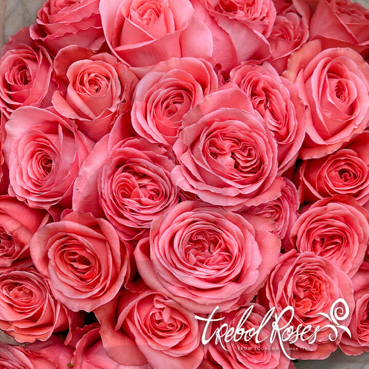 pink-xpression2-roses-trebolroses-web-2023