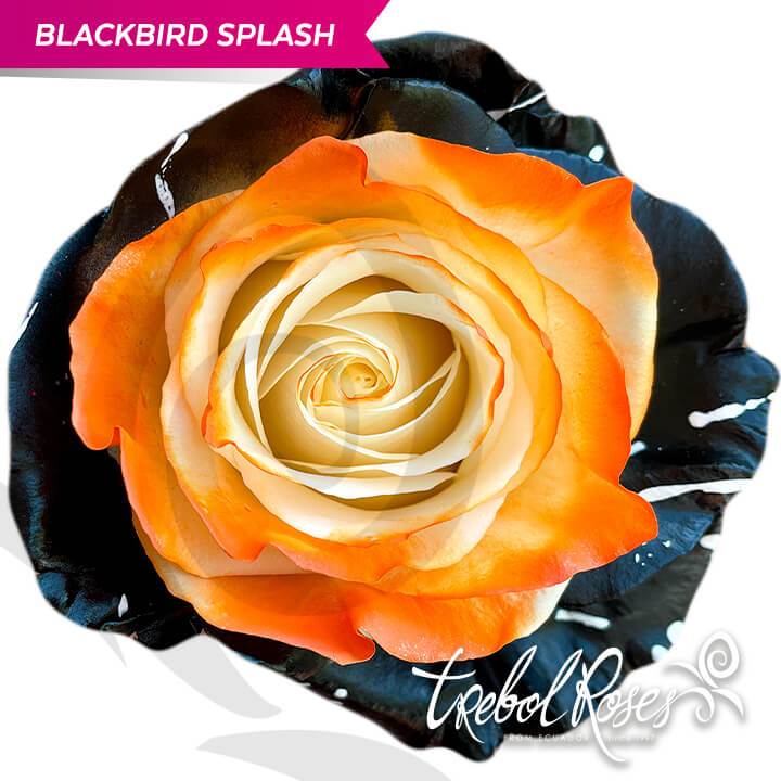 blackbird-splash-tinted-trebolroses-web-2023
