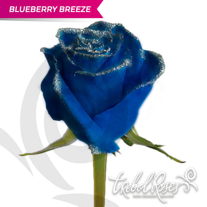 blueberry-breeze-glitter-tinted-trebolroses-web-2023