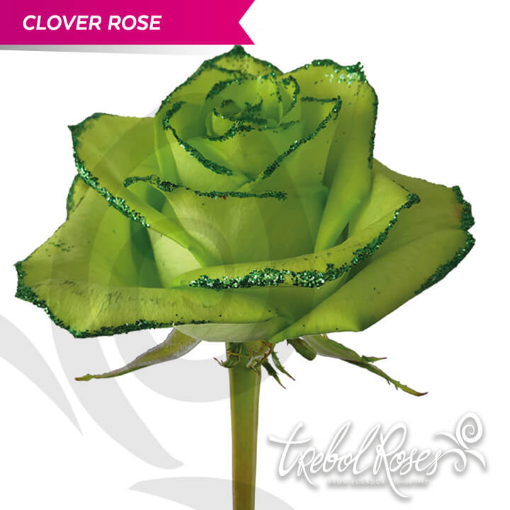 clover-rose-glitter-tinted-trebolroses-web-2023