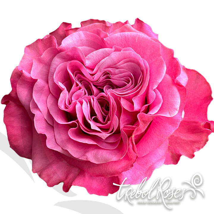 country-blues-roses-trebolroses-web-2023