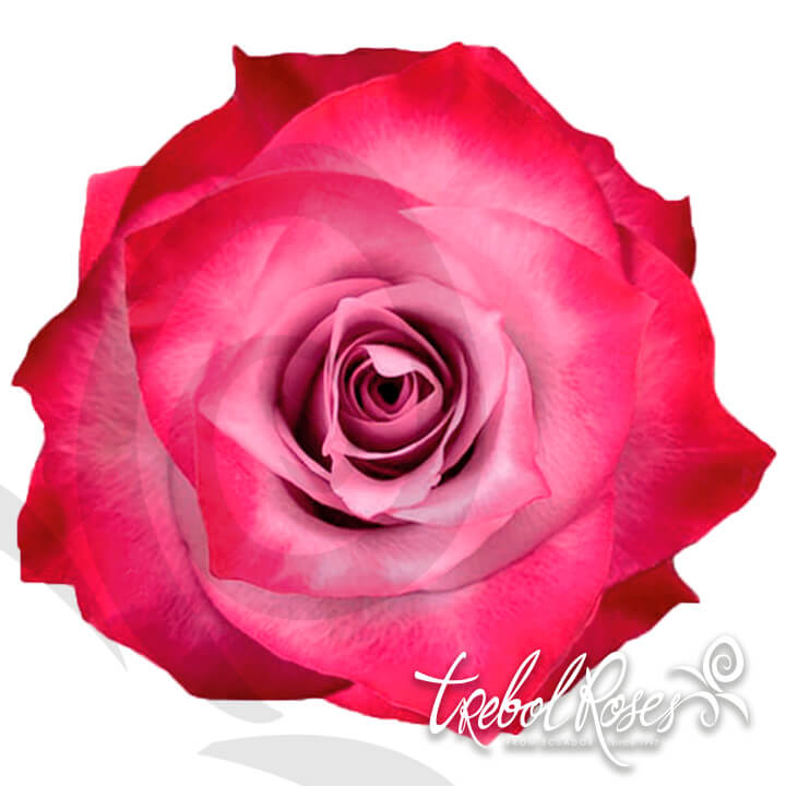 deep-purple-roses-trebolroses-web-2023