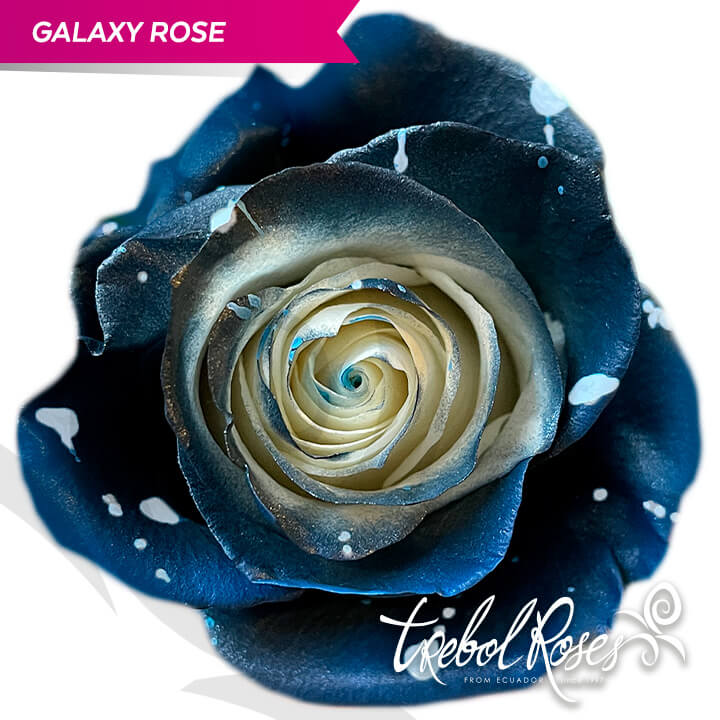 galaxy-rose-splash-tinted-trebolroses-web-2023