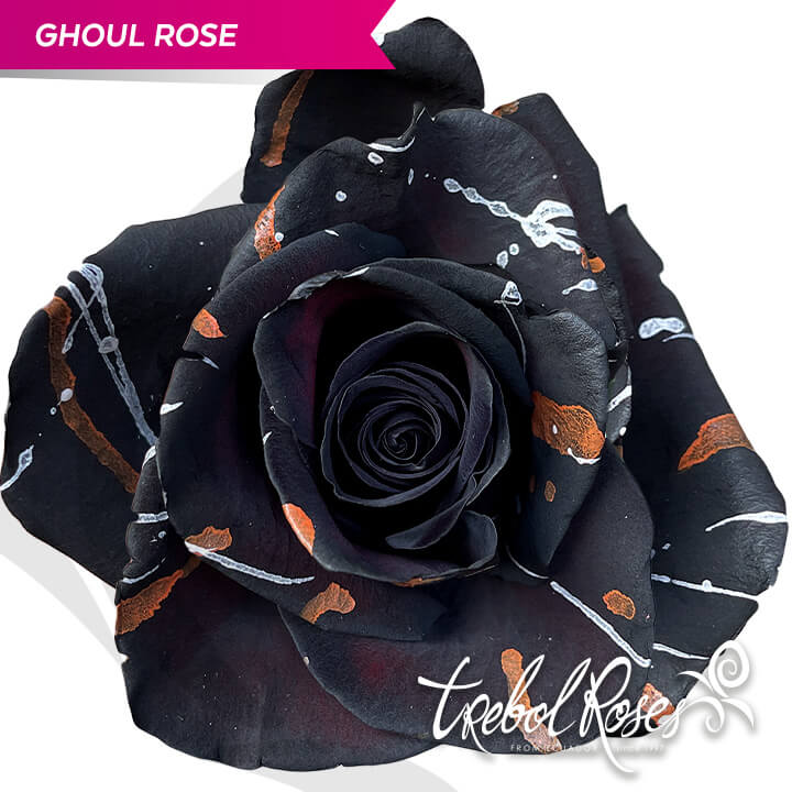ghoul-rose-splash-tinted-trebolroses-web-2023