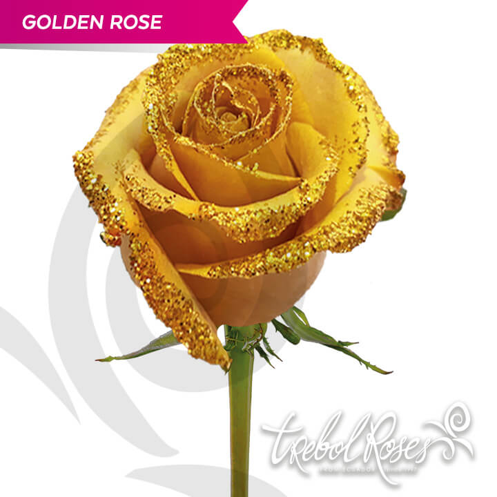 golden-rose-glitter-tinted-trebolroses-web-2023