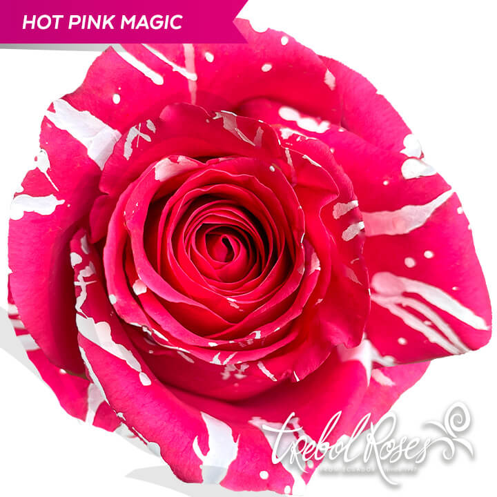 hot-pink-magic-splash-tinted-trebolroses-web-2023