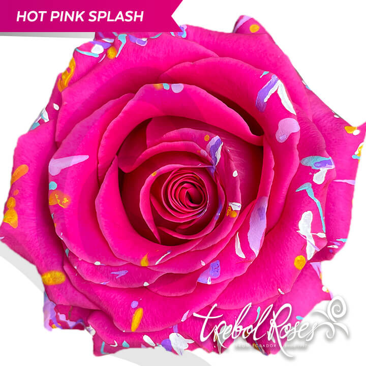 hot-pink-splash-tinted-trebolroses-web-2023