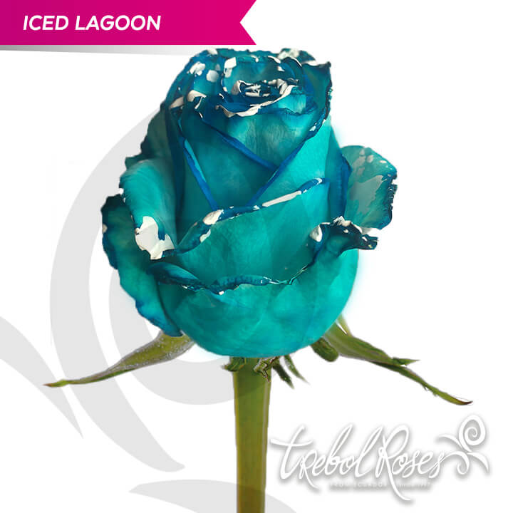 iced-lagoon-splash-tinted-trebolroses-web-2023