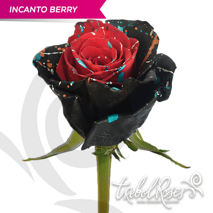 incanto-berry-splash-tinted-trebolroses-web-2023