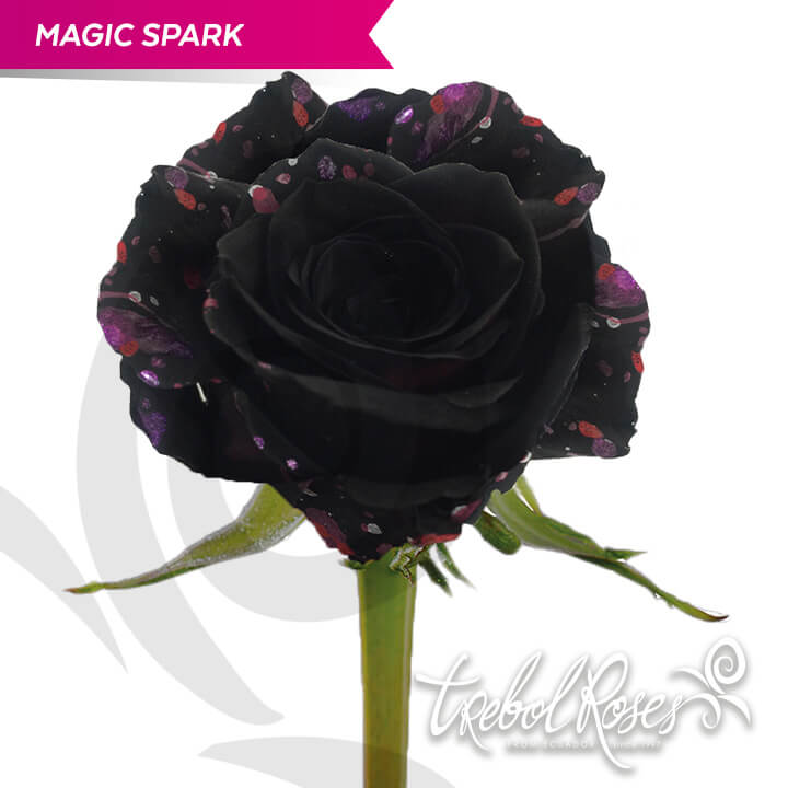magic-spark-splash-tinted-trebolroses-web-2023
