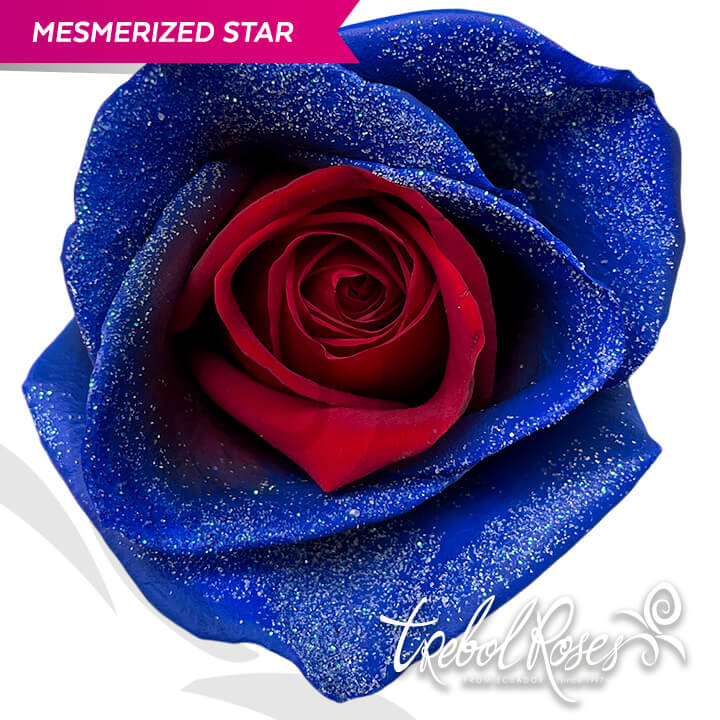 mesmerized-star-glitter-tinted-trebolroses-web-2023