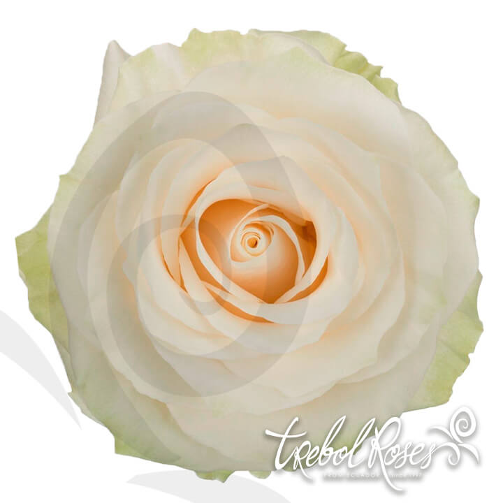 mondial-roses-trebolroses-web-2023