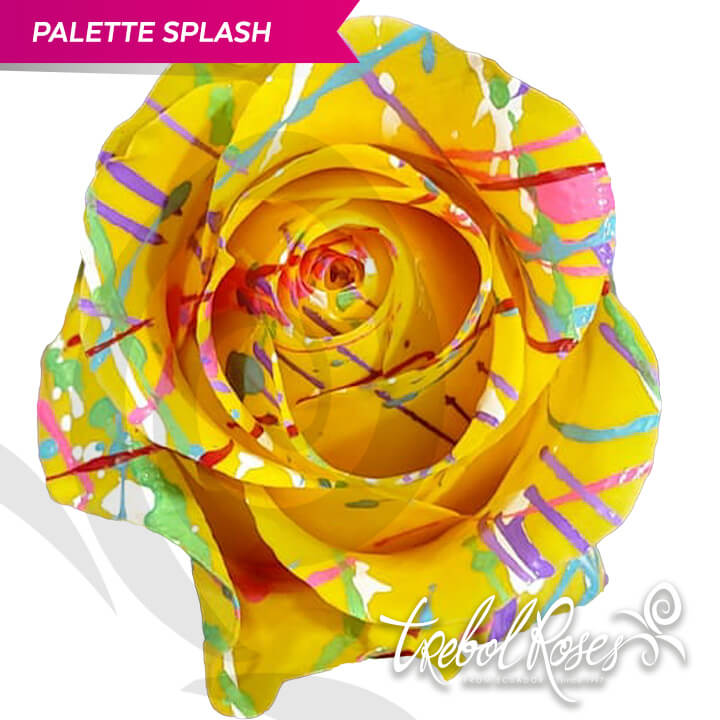 palette-splash-tinted-trebolroses-web-2023