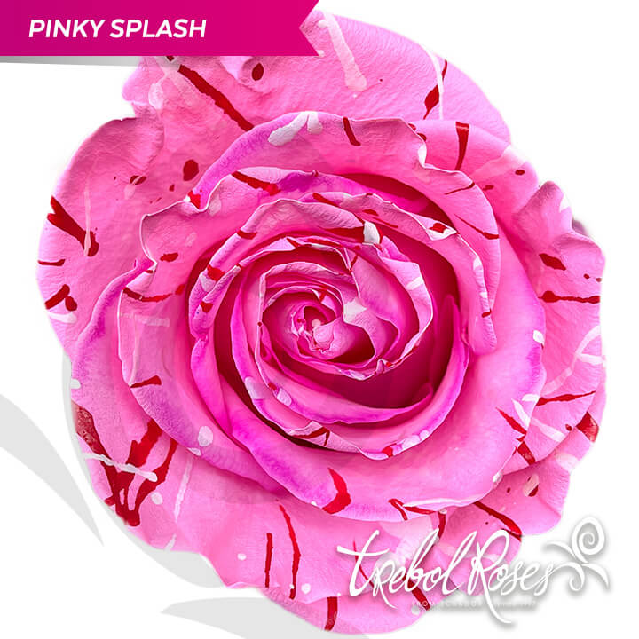pinky-splash-tinted-trebolroses-web-2023