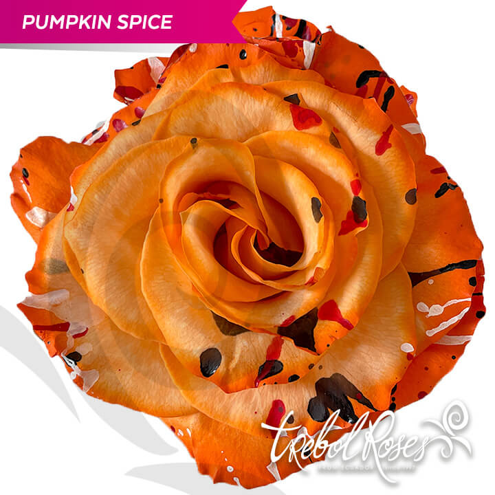 pumpkin-spice-splash-tinted-trebolroses-web-2023