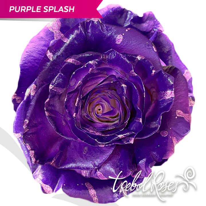 purple-splash-tinted-trebolroses-web-2023