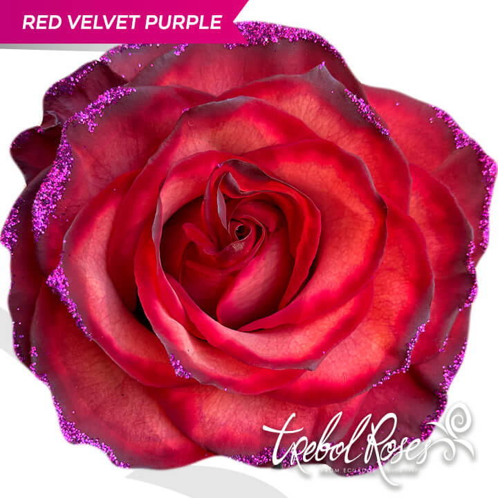red-velvet-purple-glitter-tinted-trebolroses-web-2023