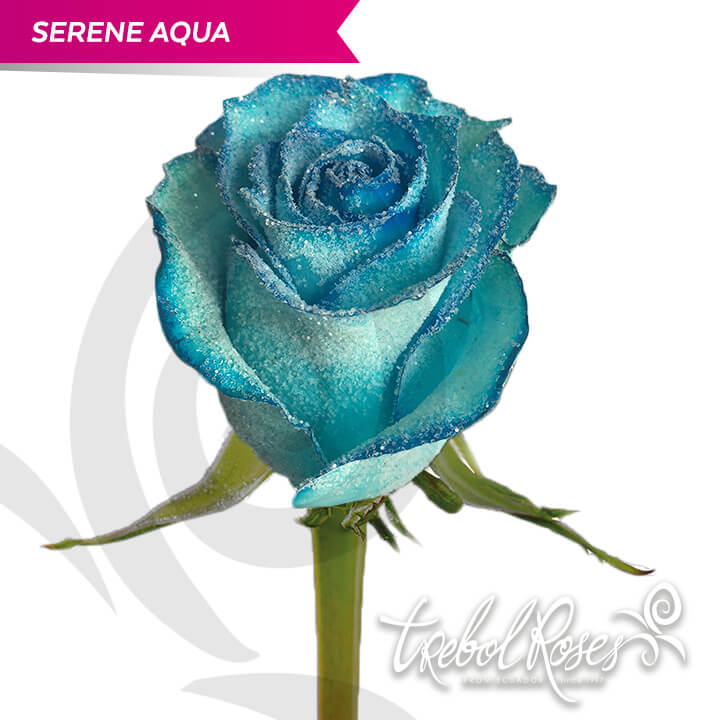serene-aqua-glitter-tinted-trebolroses-web-2023