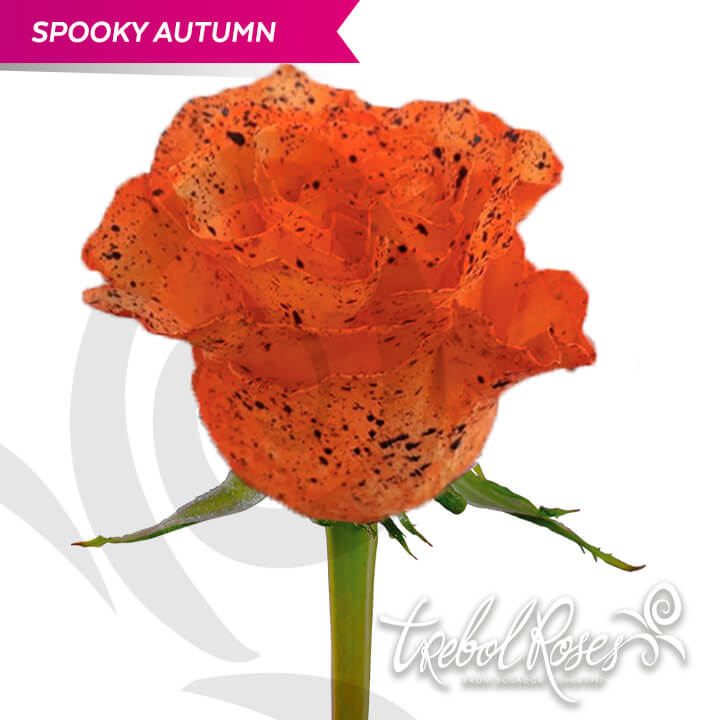 spooky-autumn-splash-tinted-trebolroses-web-2023