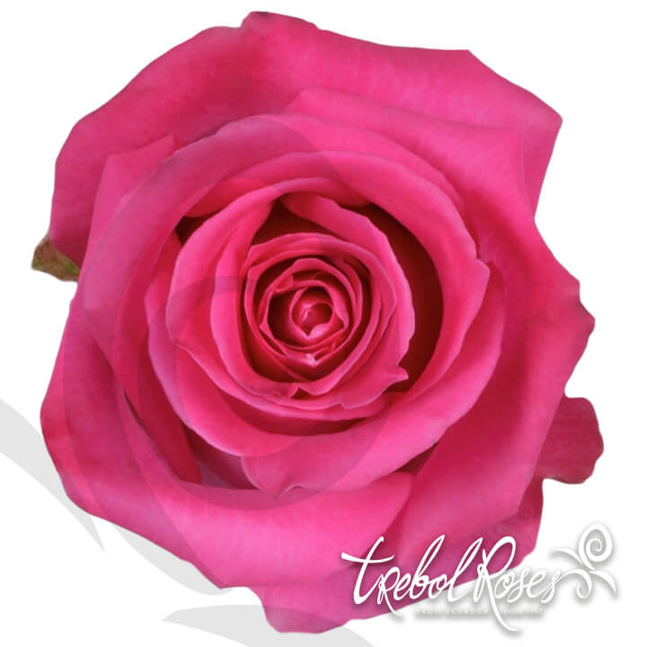 topaz-roses-trebolroses-web-2023