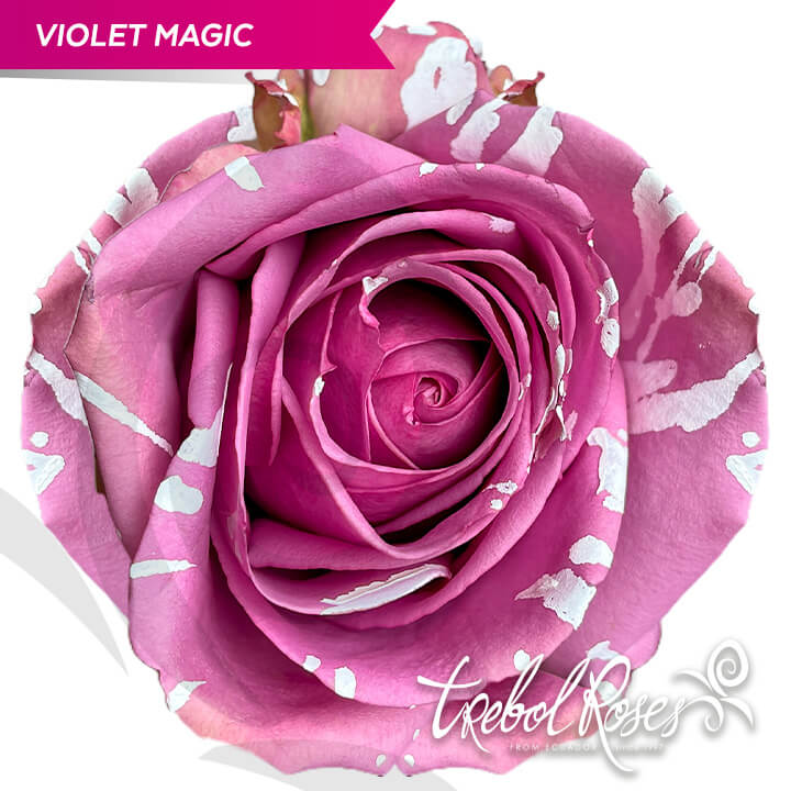 violet-magic-splash-tinted-trebolroses-web-2023
