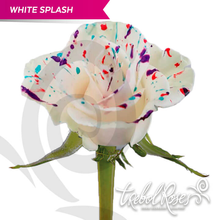 white-splash-tinted-trebolroses-web-2023