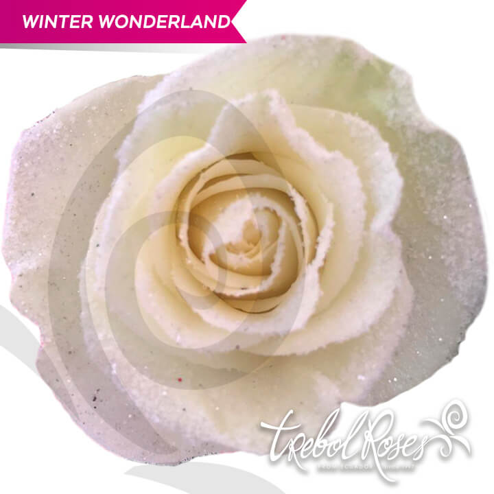 winter-wonderland-glitter-tinted-trebolroses-web-2023