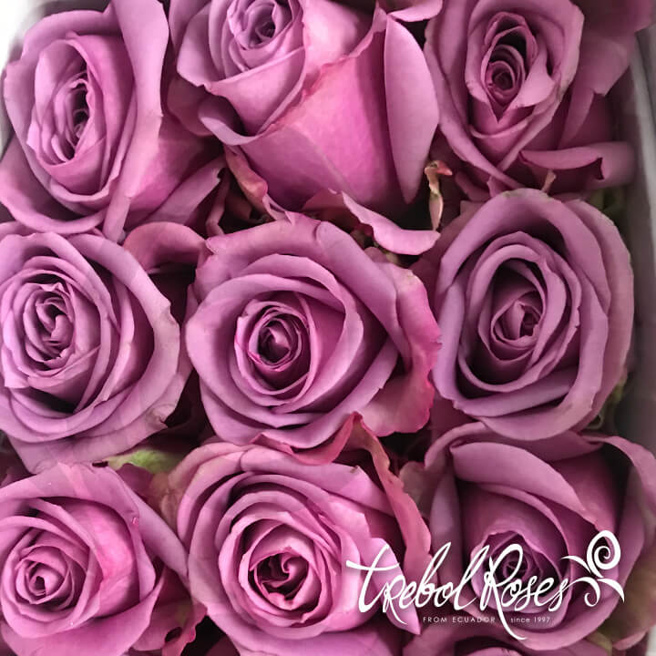 cool-water2-roses-trebolroses-web-2023