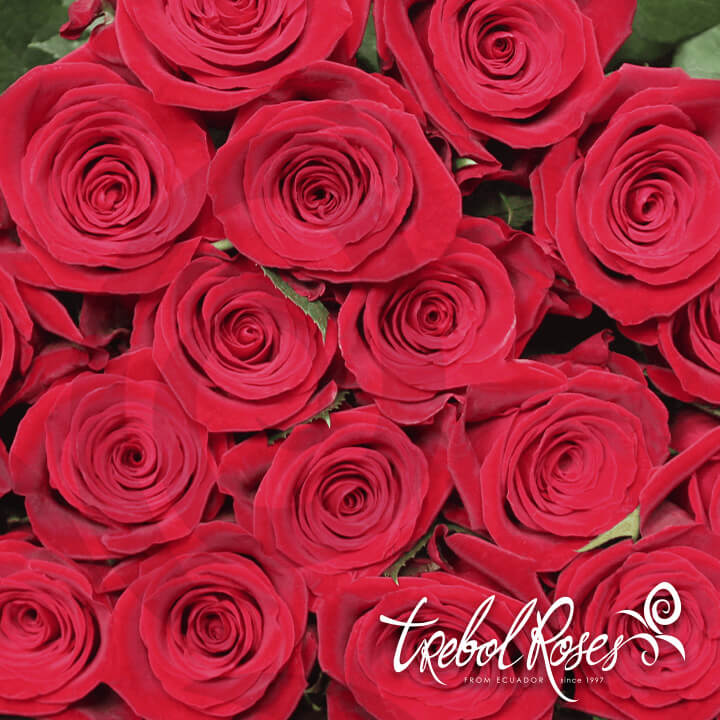 fortune2-roses-trebolroses-web-2023