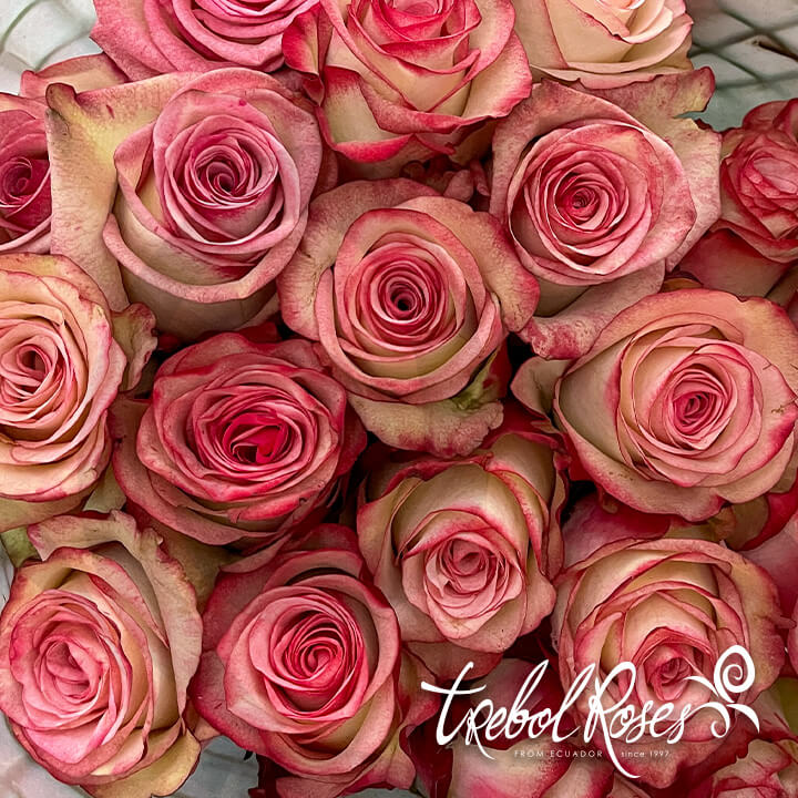 paloma2-roses-trebolroses-web-2023