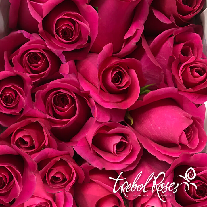 pink-floyd2-roses-trebolroses-web-2023