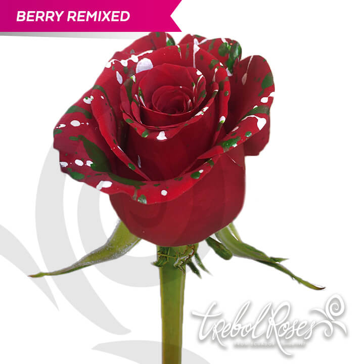 berry-remixed-splash-tinted-trebolroses-web-2023