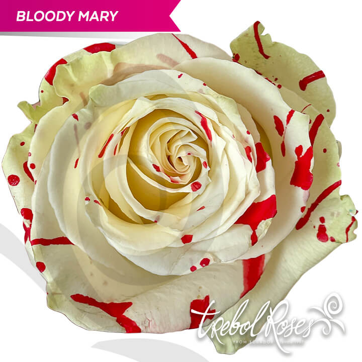 bloody-mary-splash-tinted-trebolroses-web-2023