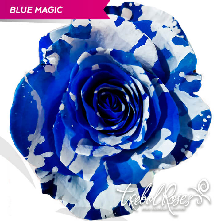 blue-magic-splash-tinted-trebolroses-web-2023