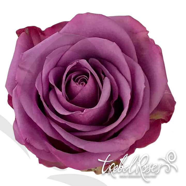 cool-water-roses-trebolroses-web-2023