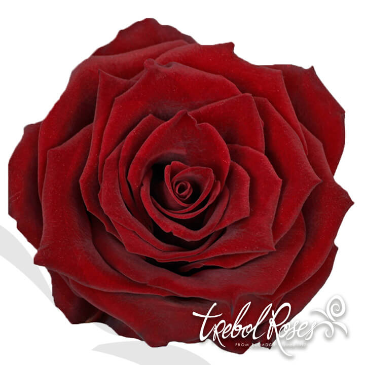 explorer-roses-trebolroses-web-2023