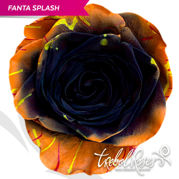 fanta-splash-tinted-trebolroses-web-2023