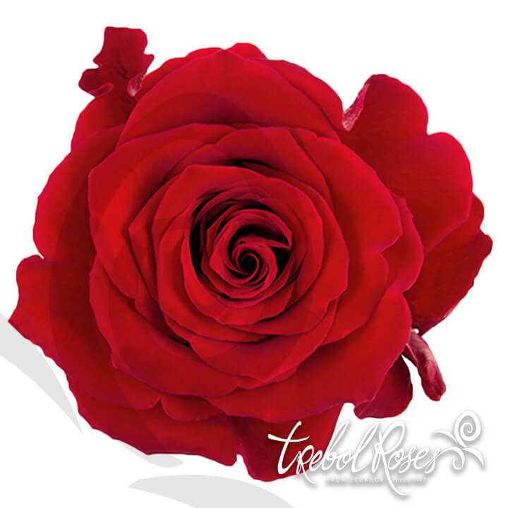 fortune-roses-trebolroses-web-2023