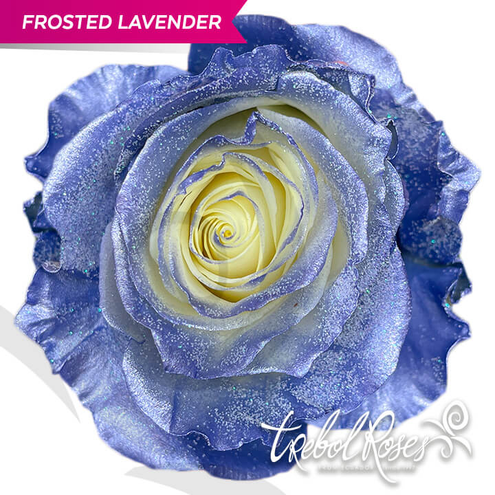 frosted-lavender-glitter-tinted-trebolroses-web-2023