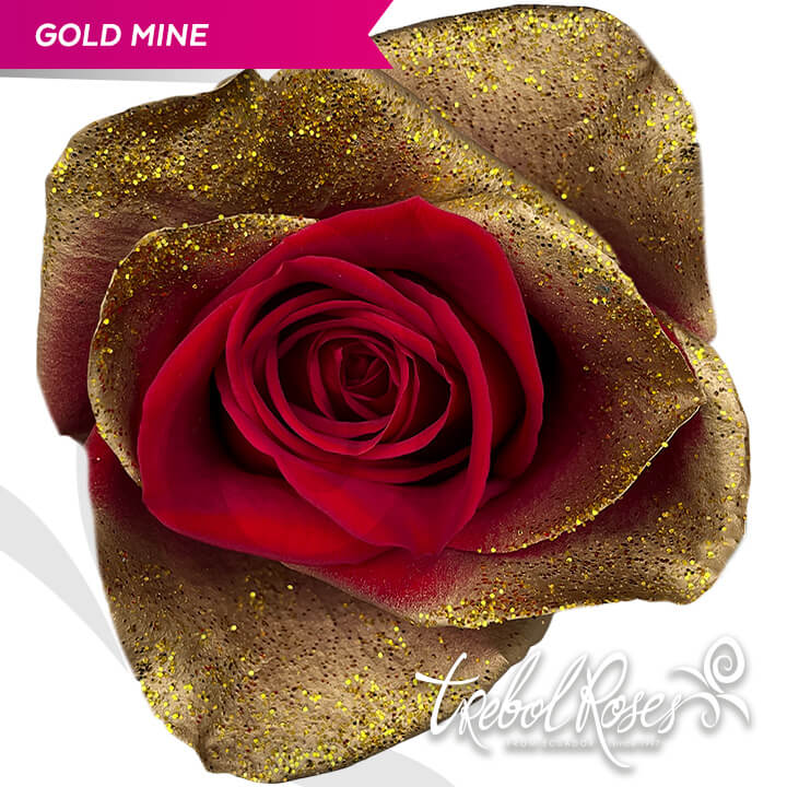 gold-mine-glitter-tinted-trebolroses-web-2023