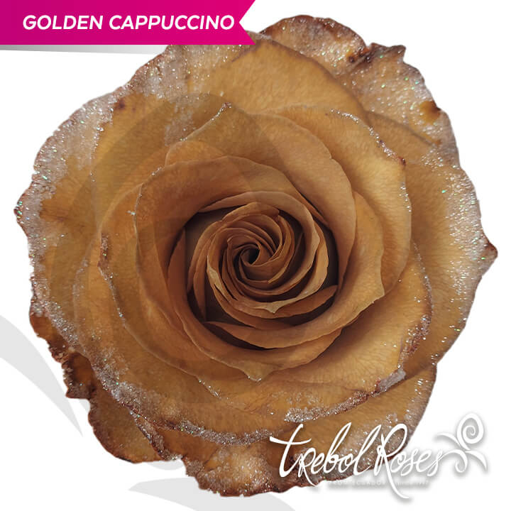 golden-cappuccino-glitter-tinted-trebolroses-web-2023