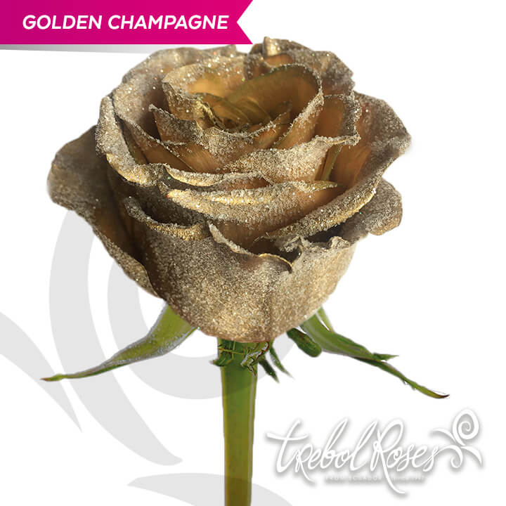 golden-champagne-glitter-tinted-trebolroses-web-2023