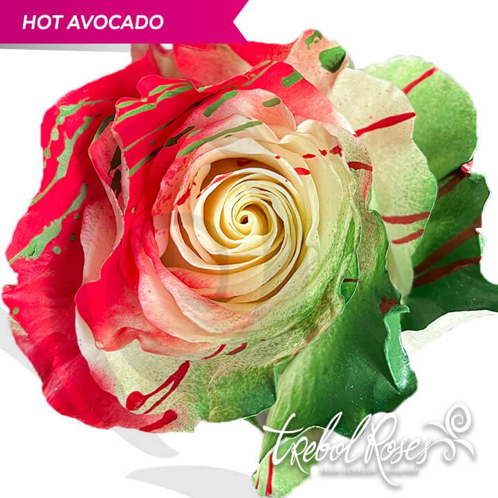 hot-avocado-splash-tinted-trebolroses-web-2023