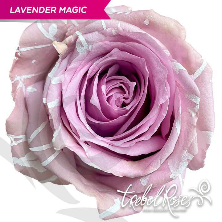 lavender-magic-splash-tinted-trebolroses-web-2023