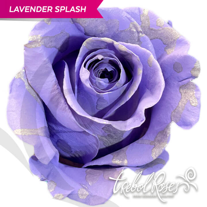 lavender-splash-tinted-trebolroses-web-2023