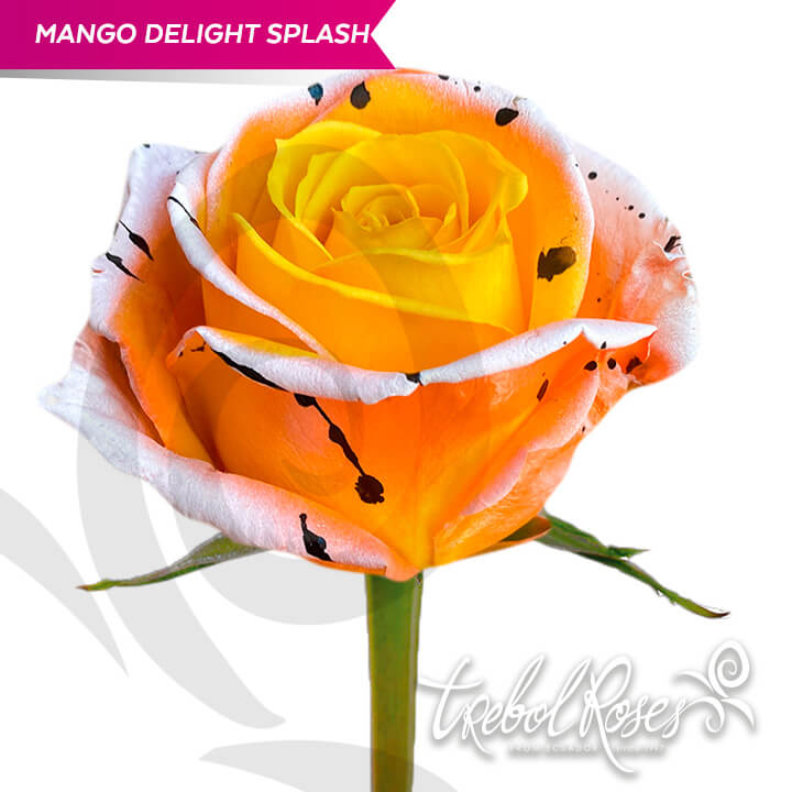 mango-delight-splash-tinted-trebolroses-web-2023