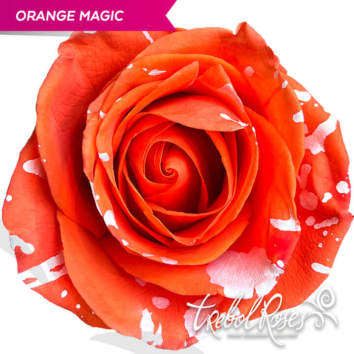 orange-magic-splash-tinted-trebolroses-web-2023