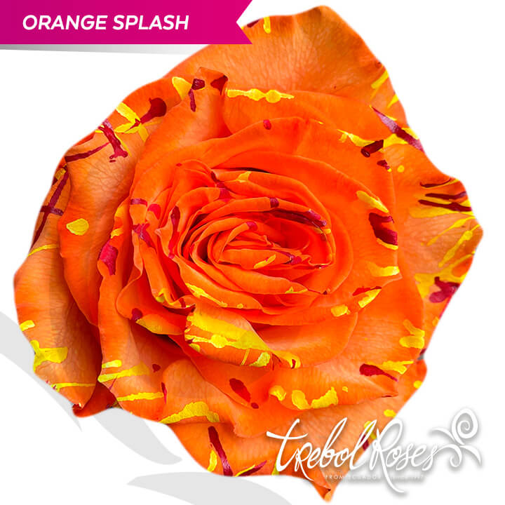 orange-splash-tinted-trebolroses-web-2023