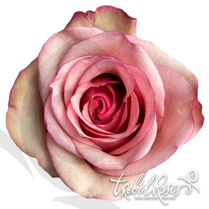 paloma-roses-trebolroses-web-2023